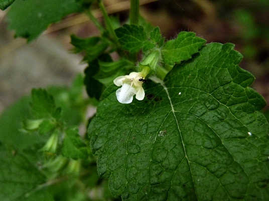 {Melissa officinalis}